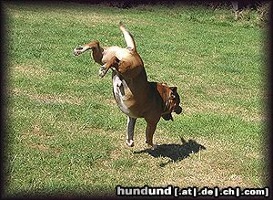 Staffordshire Bullterrier Hunde Foto 13338 Staffordshire Bullterrier
