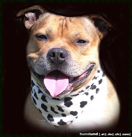 Staffordshire Bullterrier Hunde Foto 9587 Staffordshire Bullterrier Staffordshire-bullterrier \\\'\\\'Macho\\\'\\\'