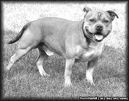 Staffordshire Bullterrier Hunde Foto 9168 Staffordshire Bullterrier Macho ist der beste