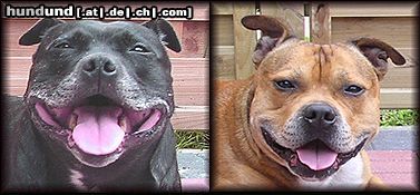 Staffordshire Bullterrier Hunde Foto 13021 Staffordshire Bullterrier ''Meine Lieblinge''