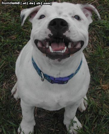 Staffordshire Bullterrier Gentle Nature Adonis alias Nike