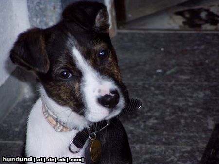 Staffordshire Bullterrier Hunde Foto 8062 Staffordshire Bullterrier Hat mein Welpe 14 Wochen Bullterriereinschlag. Hund stammt aus dem Tierheim kommt eigentlich aus Spanien. Werde sehr oft angesprochen wegen Zeichnung und Kopfform jetzt schon 35 cm Widedrristhöhe