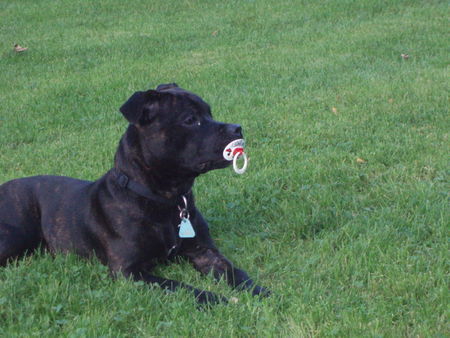Staffordshire Bullterrier Hunde Foto 40828 in höherer Auflösung ansehen Staffordshire Bullterrier