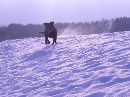 Staffordshire Bullterrier Jeanny aus NDS