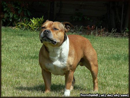 Staffordshire Bullterrier Hunde Foto 22783 in höherer Auflösung ansehen Staffordshire Bullterrier The Show