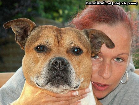 Staffordshire Bullterrier Hunde Foto 22785 in höherer Auflösung ansehen Staffordshire Bullterrier The Lovestorry