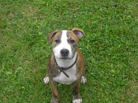 Staffordshire Bullterrier Hunde Foto 39891 in höherer Auflösung ansehen Staffordshire Bullterrier Gestatten? Tyson!