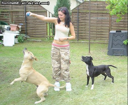 Staffordshire Bullterrier Hunde Foto 13120 Staffordshire Bullterrier ich und meine wauzis..