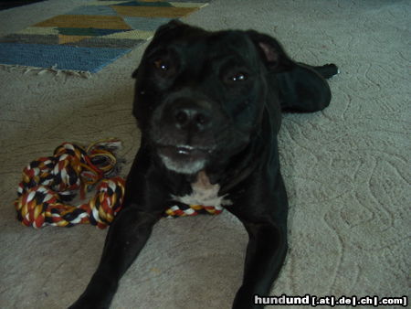 Staffordshire Bullterrier Hunde Foto 24905 in höherer Auflösung ansehen Staffordshire Bullterrier *grins*