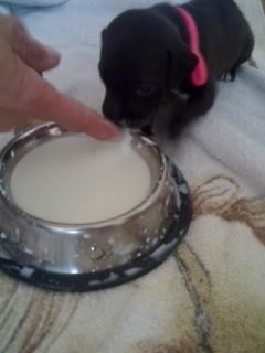 Staffordshire Bullterrier Hunde Foto 39614 Staffordshire Bullterrier Finger weg! - das is meins
