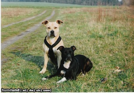 Staffordshire Bullterrier Hunde Foto 13343 Staffordshire Bullterrier zwei ganz stolze hunde