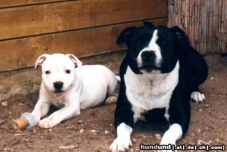 Staffordshire Bullterrier Hunde Foto 6857 Staffordshire Bullterrier Nike & Mama Shelly