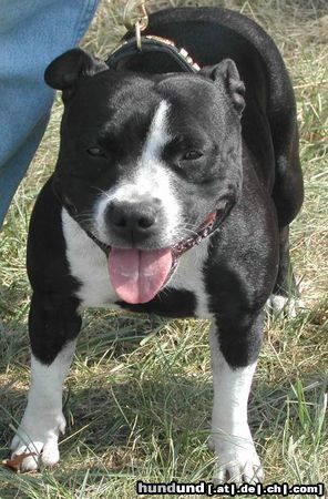 Staffordshire Bullterrier Hunde Foto 6853 Staffordshire Bullterrier Cheerstaff Quiet Quest alias Shelly