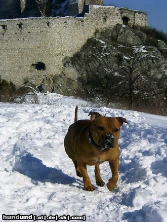Staffordshire Bullterrier Hunde Foto 18405 Staffordshire Bullterrier Gio