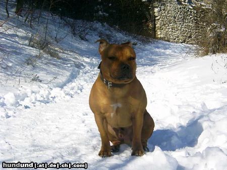 Staffordshire Bullterrier Hunde Foto 18406 Staffordshire Bullterrier Gio