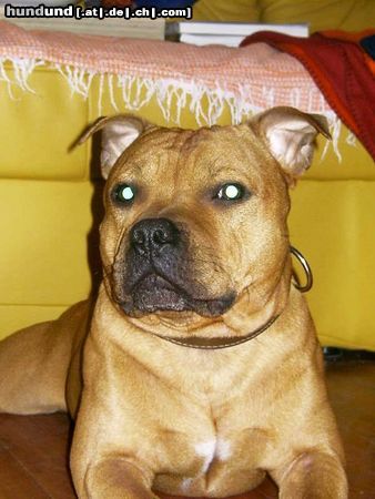 Staffordshire Bullterrier Hunde Foto 18407 Staffordshire Bullterrier Gio