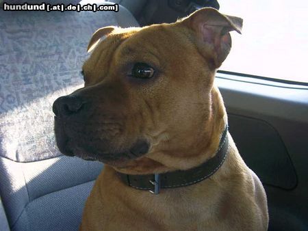 Staffordshire Bullterrier Hunde Foto 18408 Staffordshire Bullterrier Gio