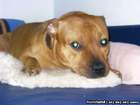 Staffordshire Bullterrier Hunde Foto 18409 Staffordshire Bullterrier Gio