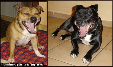 Staffordshire Bullterrier Hunde Foto 18163 in höherer Auflösung ansehen Staffordshire Bullterrier Wir sind müde