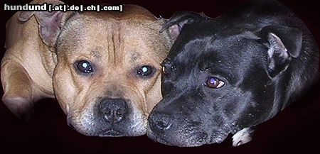 Staffordshire Bullterrier Hunde Foto 9310 Staffordshire Bullterrier Wie gehöhren zusammen