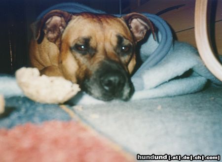Staffordshire Bullterrier Hunde Foto 11019 Staffordshire Bullterrier meine püppy