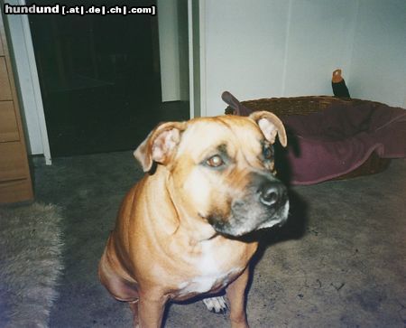 Staffordshire Bullterrier Hunde Foto 11736 Staffordshire Bullterrier meine püppy