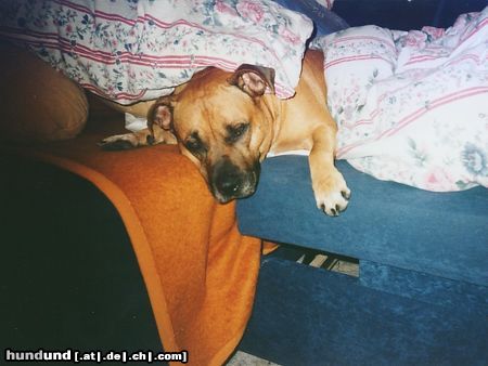 Staffordshire Bullterrier Hunde Foto 11020 Staffordshire Bullterrier meine püppy