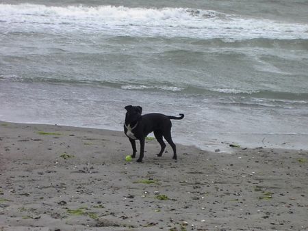 Staffordshire Bullterrier Hunde Foto 38639 Staffordshire Bullterrier Die
