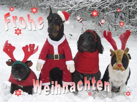 Staffordshire Bullterrier Hunde Foto 27368 in höherer Auflösung ansehen Staffordshire Bullterrier