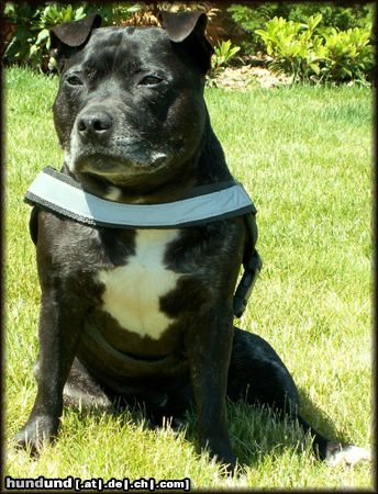 Staffordshire Bullterrier Hunde Foto 22784 Staffordshire Bullterrier The Lady