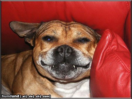 Staffordshire Bullterrier Hunde Foto 20330 Staffordshire Bullterrier Garf Zahl