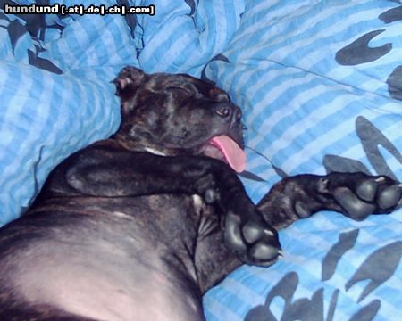 Staffordshire Bullterrier Hunde Foto 7477 Staffordshire Bullterrier Kira beim schlafen