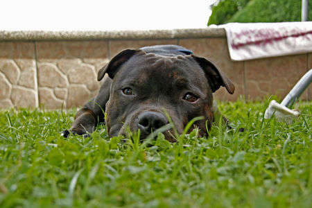 Staffordshire Bullterrier Diego 10.Monate