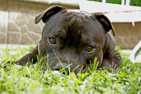 Staffordshire Bullterrier Diego 10.Mon