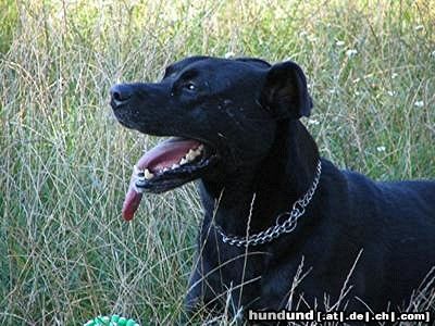 Staffordshire Bullterrier Hunde Foto 15227 Staffordshire Bullterrier der süße aki