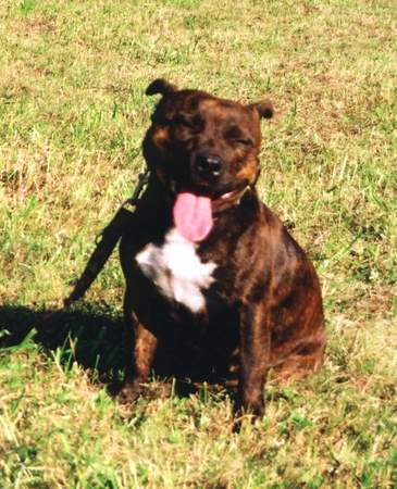 Staffordshire Bullterrier Hunde Foto 964 Staffordshire Bullterrier Full Impact's Alina