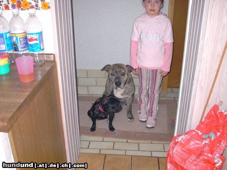 Staffordshire Bullterrier Hunde Foto 11093 Staffordshire Bullterrier Hübscher Mann