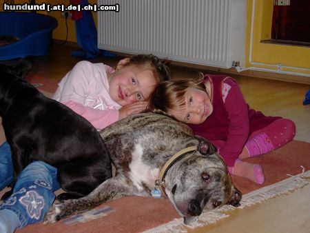 Staffordshire Bullterrier Hunde Foto 11136 Staffordshire Bullterrier hübscher mann