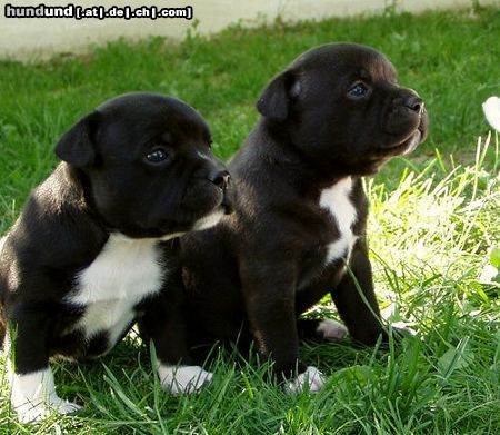 Staffordshire Bullterrier Hunde Foto 3555 Staffordshire Bullterrier Die Welpen meiner Staff.Bull.Hündin Angel (geb.10.4.03) b