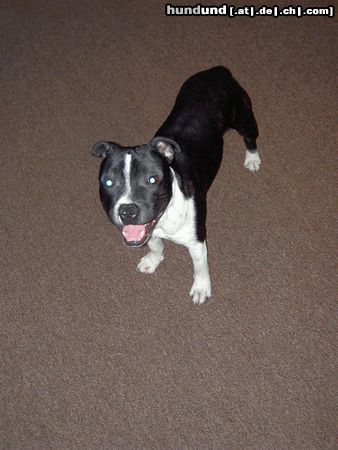 Staffordshire Bullterrier Hunde Foto 3352 Staffordshire Bullterrier Cheerstaff Renown Spirit