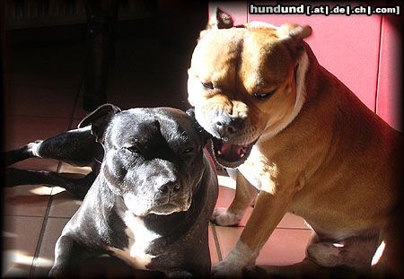 Staffordshire Bullterrier Hunde Foto 15233 in höherer Auflösung ansehen Staffordshire Bullterrier Das muß Hundeliebe sein