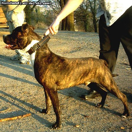 Staffordshire Bullterrier Hunde Foto 10225 Staffordshire Bullterrier lass mich los