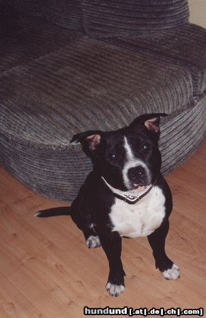 Staffordshire Bullterrier Hunde Foto 13573 Staffordshire Bullterrier M. Kołak świdnica, Polska