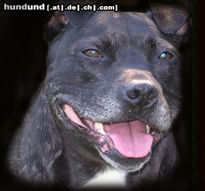 Staffordshire Bullterrier Hunde Foto 9169 Staffordshire Bullterrier Brenda die Staffbullhündin