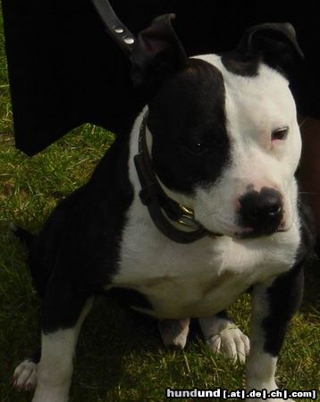 Staffordshire Bullterrier Hunde Foto 5927 Staffordshire Bullterrier Bulles