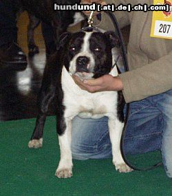 Staffordshire Bullterrier Hunde Foto 5812 Staffordshire Bullterrier Ch.Cheerstaff Pied Piper(Cyrano)