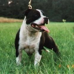 Staffordshire Bullterrier Hunde Foto 2420 Staffordshire Bullterrier Deckrüde Cheerstaff Pied Piper (Cyrano)