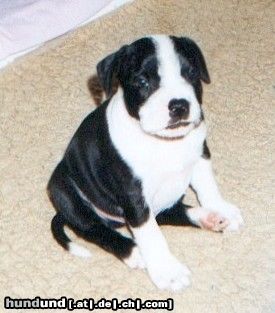 Staffordshire Bullterrier Hunde Foto 8990 Staffordshire Bullterrier Cyrano (Ch.Cheerstaff Pied Piper) 4 Wochen alt
