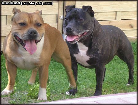 Staffordshire Bullterrier Hunde Foto 10396 Staffordshire Bullterrier Meine Lieblinge