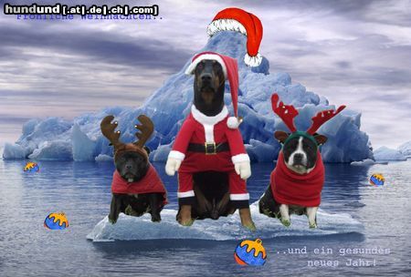 Staffordshire Bullterrier X-Mas Dogs